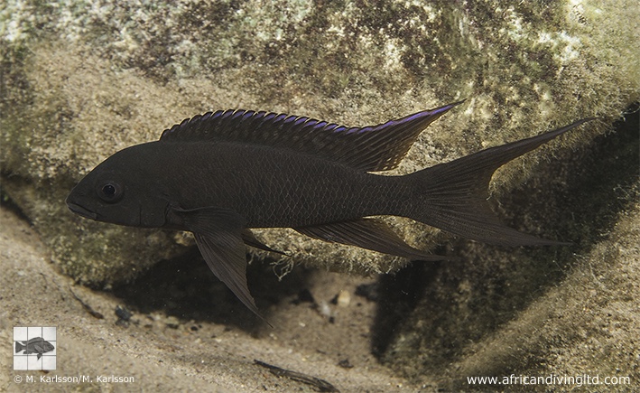 Neolamprologus christyi 'Chiloelo Point'